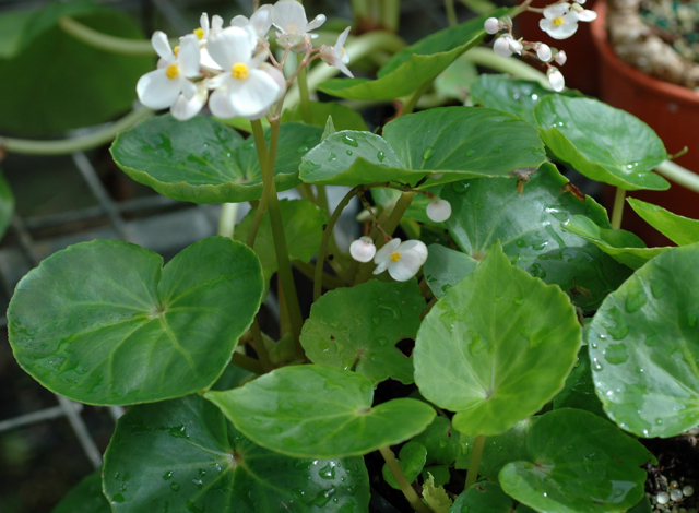 B. fenicis